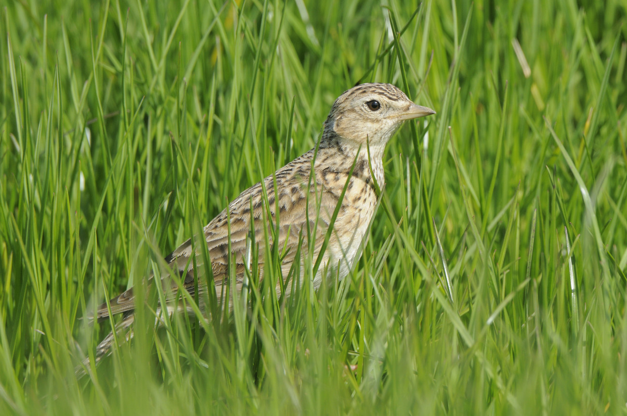 Skylark in the meadow.  ANP/Buiten-Beeld image