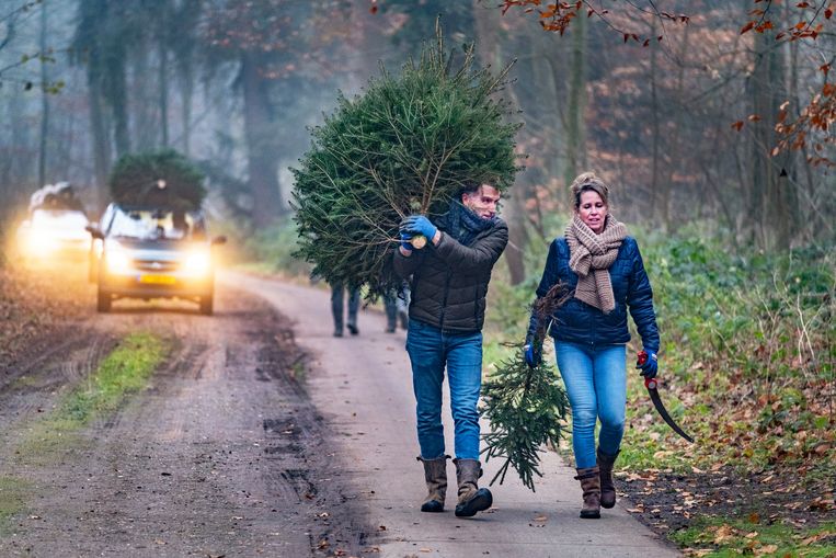 Relatief weinig Nederlanders halen een kerstboom in huis, echte boom