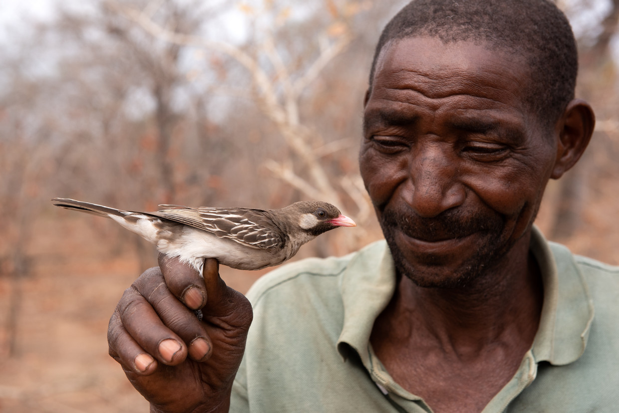 Honey hunter Celiano Rokonoa holds a male honey guide.  University of Miami photo