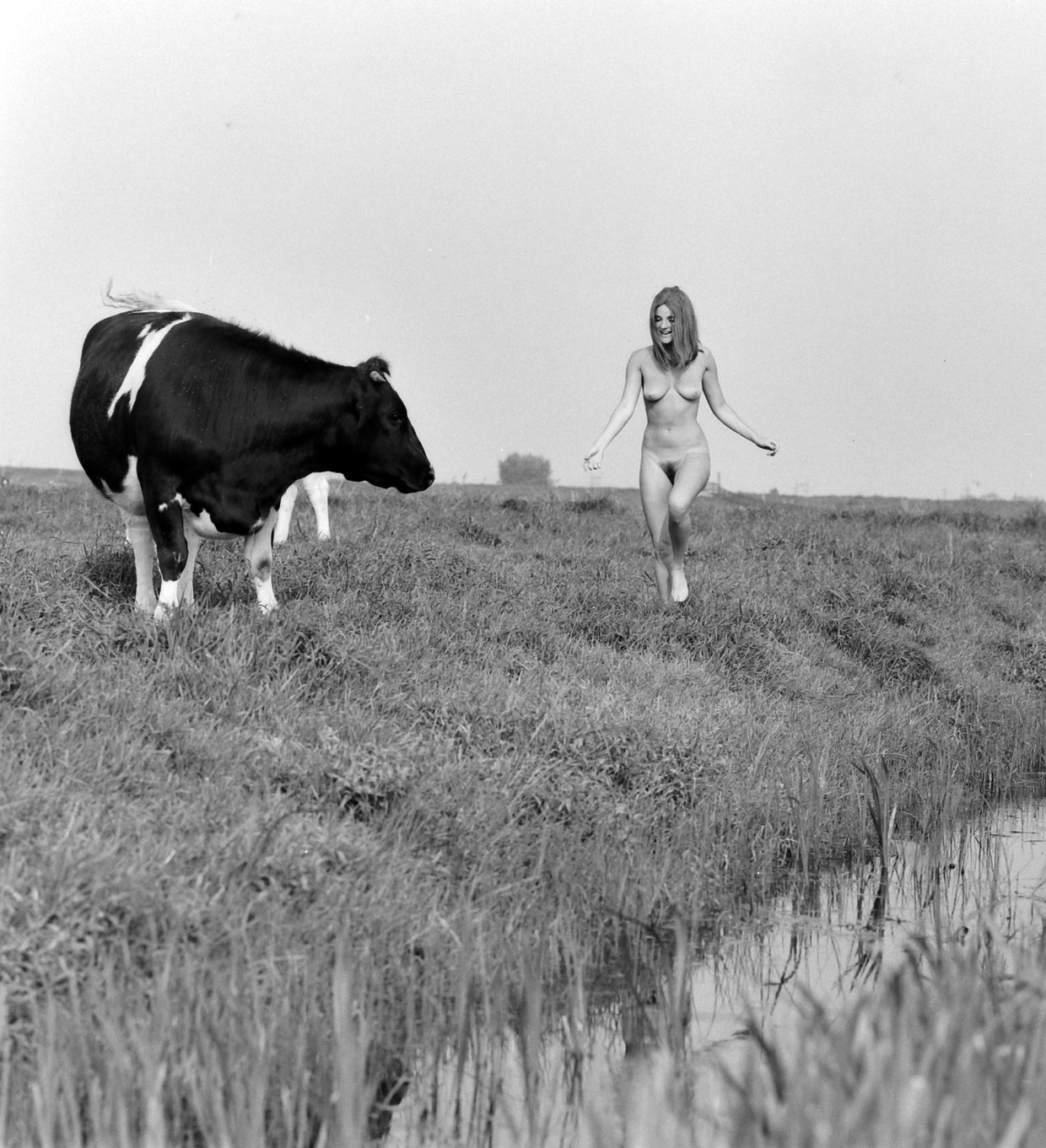 Die foto van die naakte vrouw bij een koe hoe een verkiezingsposter hét beeld van de jaren zeventig werd