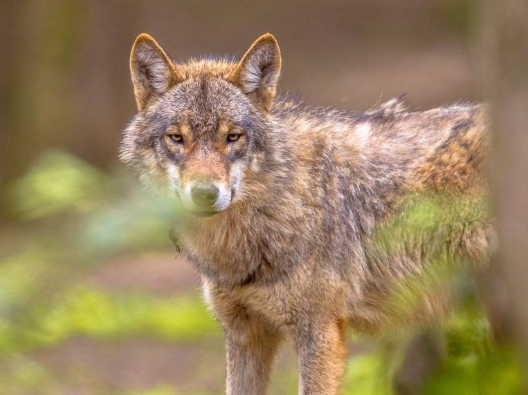 Oog In Oog Met Een Wolf, Beer Of Agressieve Hond? Dit Kun Je Het Beste Doen