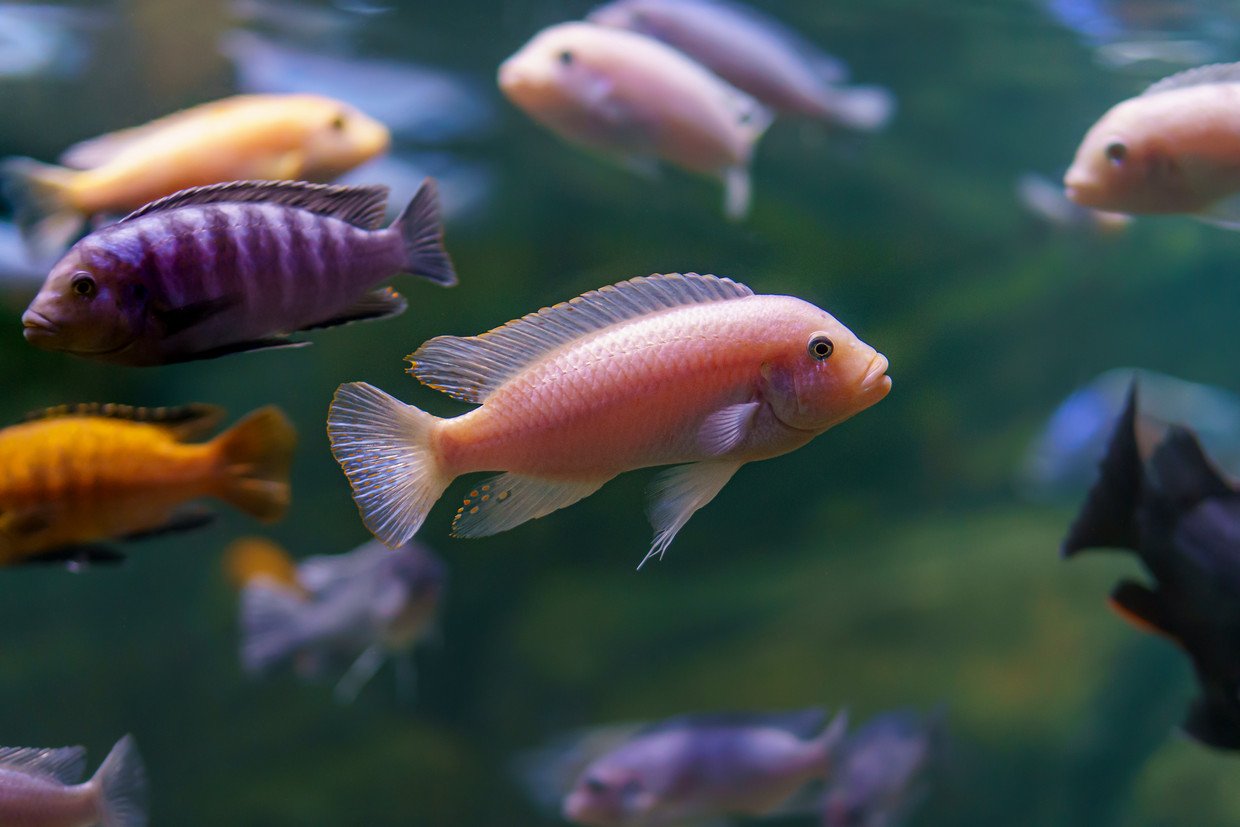 Pesce persico ciclide multicolore.  Immagine Getty