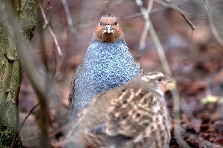 Intensive farming is the cause of declining bird populations, and hardly any climate change