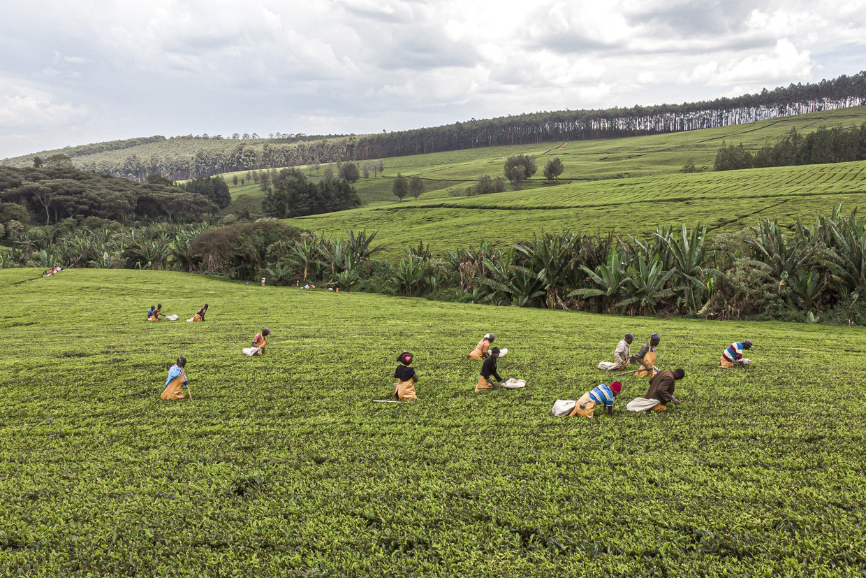 BBC onthult grootschalig seksueel misbruik in Kenia op theeplantages Unilever en James Finlay and Co foto