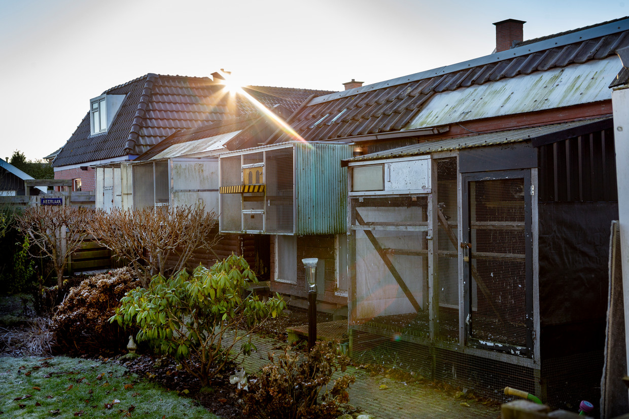 Seks is iets voor een paar minuten, de duivensport is voor het hele leven afbeelding foto