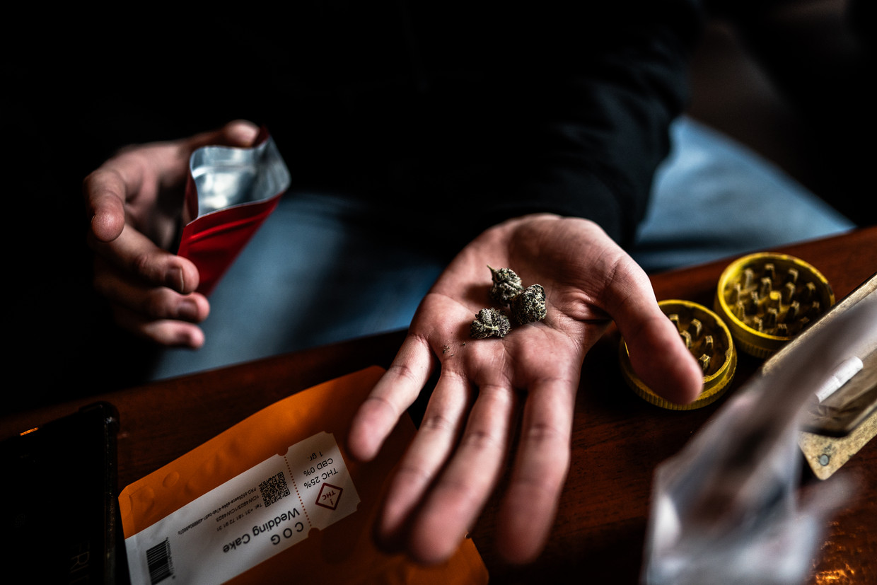 Gebruikers vinden de legaal geteelde wiet ‘goed en zuiver’ ruiken. Beeld Joris van Gennip / de Volkskrant