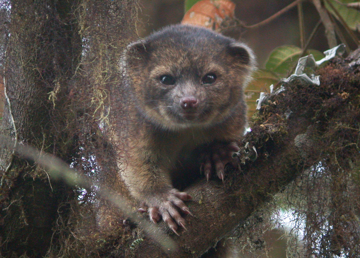 Nuove specie di procioni: niente Olingo, ma Olinguito.  Immagine Smithsonian/Mark Gurney