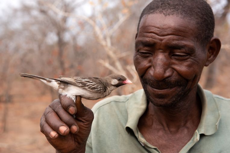 Scientists have uncovered a unique ‘language’ between humans and birds to detect honey