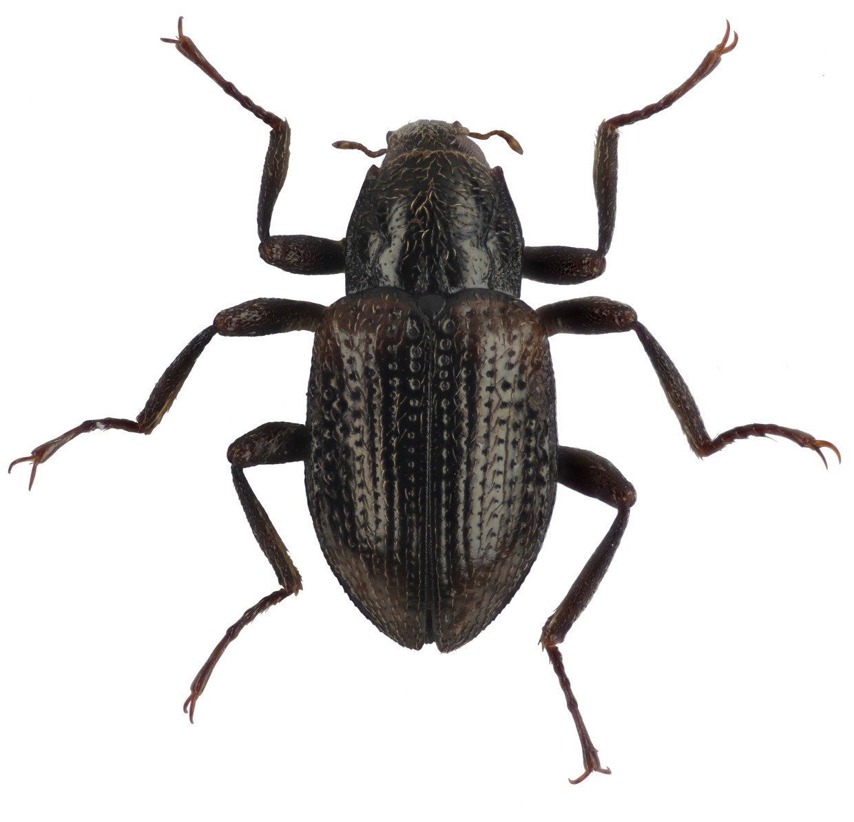 Scarabeo acquatico Grouvellinus leonardodicaprioi della Malesia.  Foto di Hendrik Freytag/Tucson Expeditions