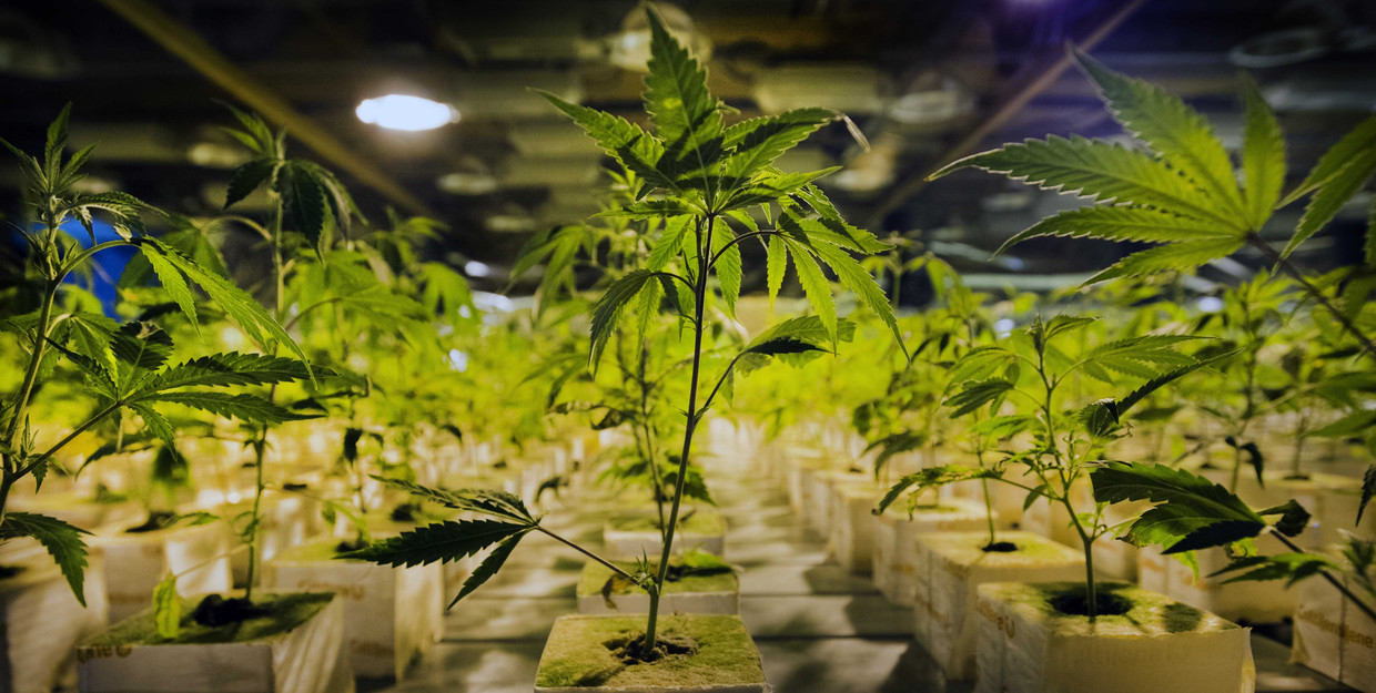 Een wietplantage. Beeld ANP