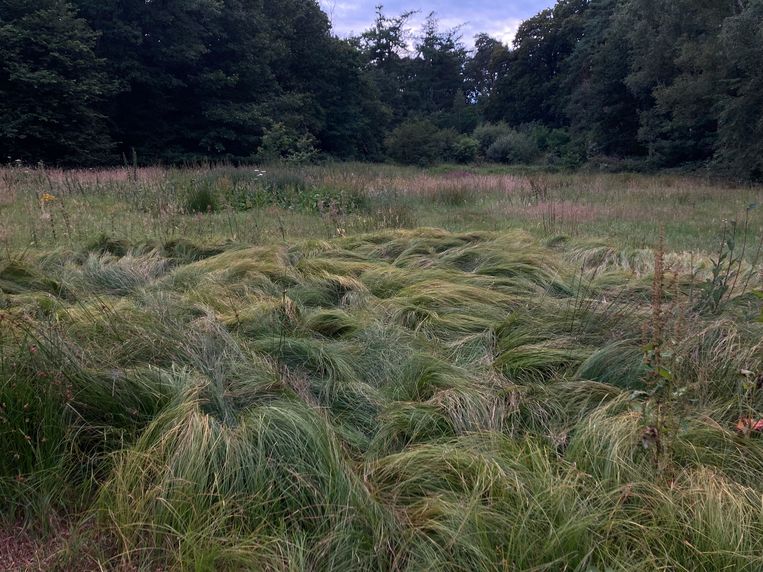 GRASS BLANKET De Volkskrant